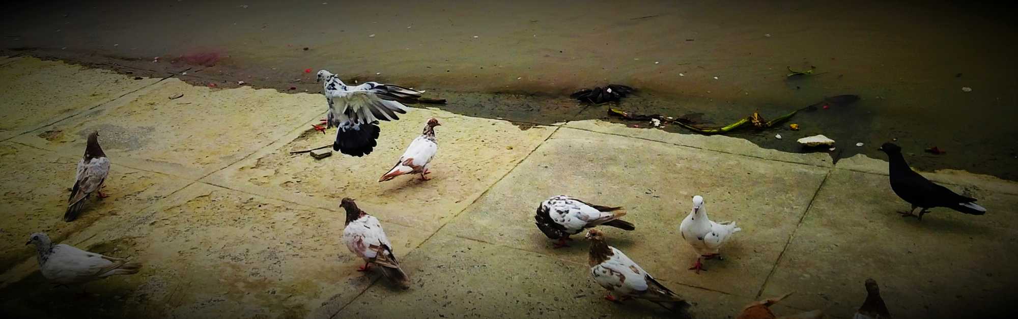 Pigeons-1