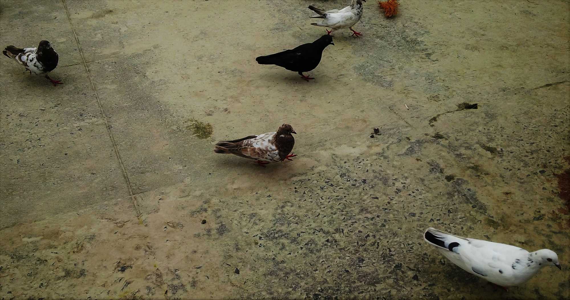 Pigeons-3