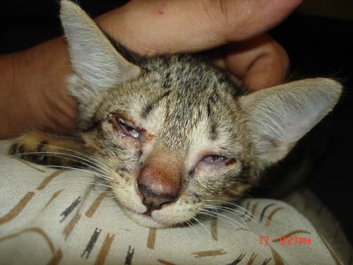 Cold, Eye Infection and Corneal Opacity in Cats