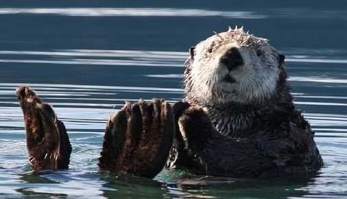 flushing-cat-litter-kills-sea-otters