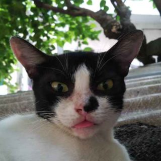 History of Cat Litter - from Lowe to Landfills