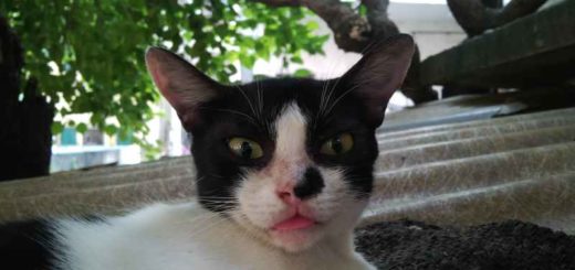 History of Cat Litter - from Lowe to Landfills