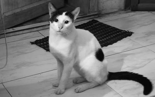 What litter do cats prefer?