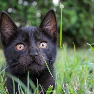 Best Natural Cat Litter Brands_2023