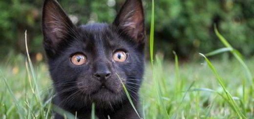 Best Natural Cat Litter Brands_2023