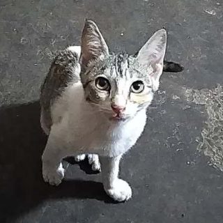 Cat Litter FAQ_Featured Image