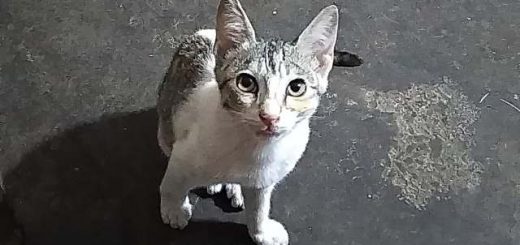 Cat Litter FAQ_Featured Image