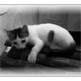 This is Whiteball: he was killed by an incompetent vet