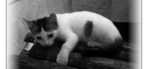 This is Whiteball: he was killed by an incompetent vet