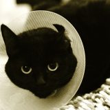 Injured Cat with Collar
