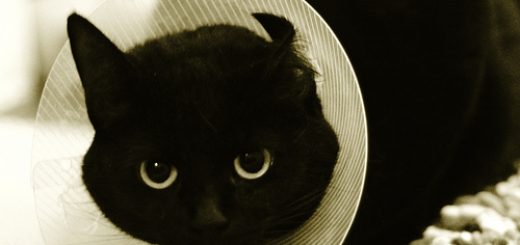 Injured Cat with Collar