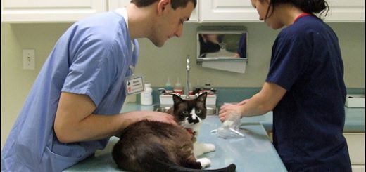 Chronic Renal Failure in Cats