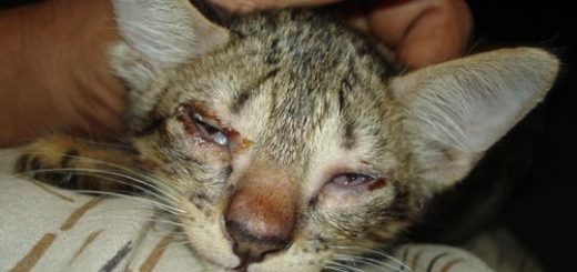 Cheetah, Stage I Infection, Conjunctivitis