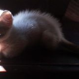 Helencha - Little Mouse of a Kitty