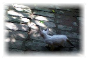 Helencha playing with leaves-