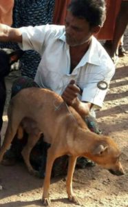 Ranjan kills a lactating bitch in Kerala