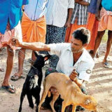 kerala-strangles-stray-dogs-flouting-sc-order-with-20-choked-to-death-in-ernakulam-and-100-killed-in-palakad-indialivetoday