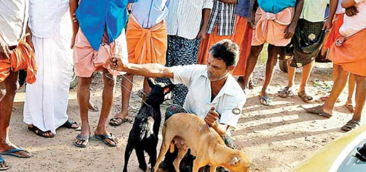 Kerala Dog Killing Archives - Kapush.org